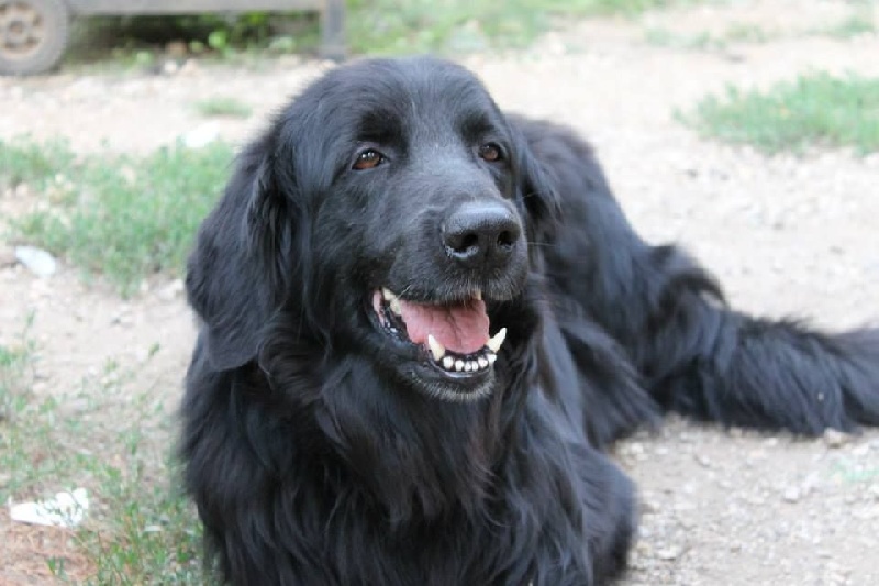 China des seigneurs du feldberg