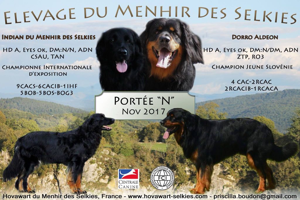 Du Menhir Des Selkies - Indian à rencontré un nouvel amour! 