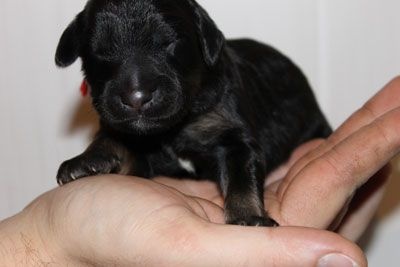 Du Menhir Des Selkies - Hovawart - Portée née le 10/02/2016